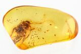 Detailed Fossil Cockroach (Blattodea) In Baltic Amber - Rare! #321803-1